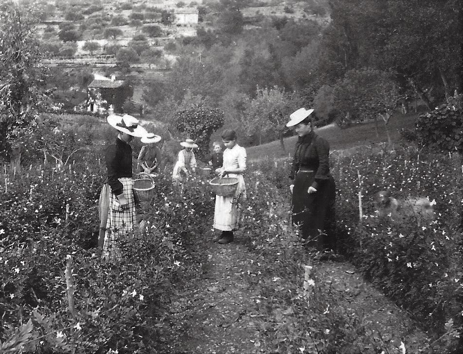 CUEILLETTE FLEURS 1902